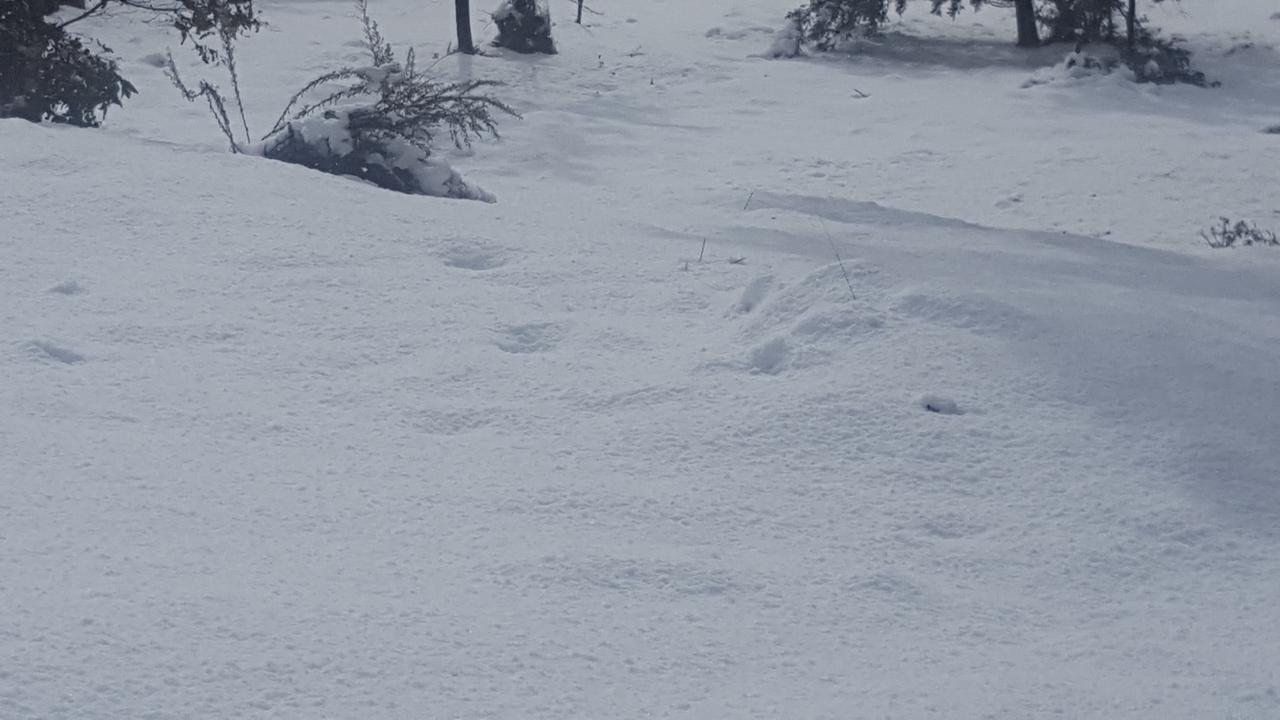 Cradle Alpine Retreat Panzió Moina Kültér fotó